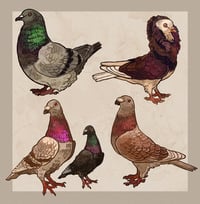 Image 3 of Pigeons - stickers/magnets/keychains
