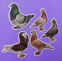 Image 4 of Pigeons - stickers/magnets/keychains
