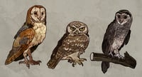 Image 2 of Owl stickers