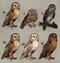 Image 1 of Owl stickers
