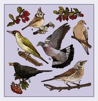 Image 2 of Bird sticker sheet