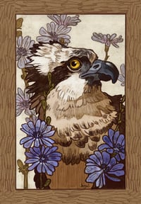 Osprey print