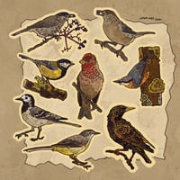 Image 1 of Bird sticker sheet 2025 I