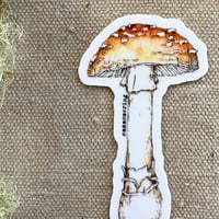 Image 2 of amanita muscaria guessowii sticker