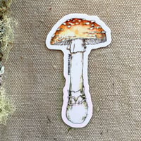 Image 1 of amanita muscaria guessowii sticker