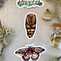 cecropia metamorphosis sticker pack