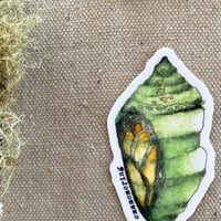 Image 1 of monarch chrysalis sticker
