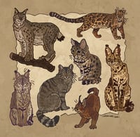 Wild cat sticker sheet 2025 I