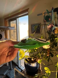 Image 3 of Portland Frog catnip cat toy