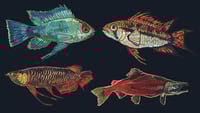 Image 5 of Fish keychains, old designs