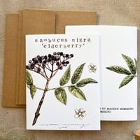 Image 1 of 'elderberry, sambucus nigra' card