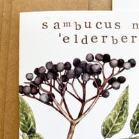 Image 2 of 'elderberry, sambucus nigra' card