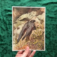 Image 2 of common swift print