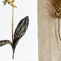 Image 2 of trout lily