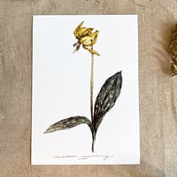 Image 1 of trout lily