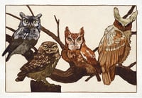 Owl postcard