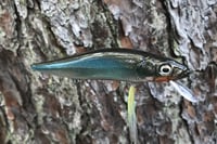 Image 9 of Custom Airbrushed Jerkbait TA MAXX 110 4009