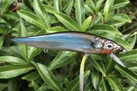 Image 16 of Custom Airbrushed Jerkbait TA MAXX 110 4009