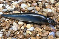 Image 2 of Custom Airbrushed Jerkbait TA MAXX 110 4009