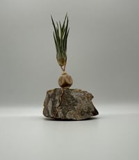 Image 1 of Aries/Jasper Air Plant on Stand