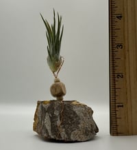 Image 3 of Aries/Jasper Air Plant on Stand