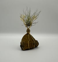 Image 1 of Barrel Bead/Tiger's Eye Air Plant on Stand