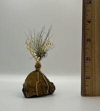 Image 3 of Barrel Bead/Tiger's Eye Air Plant on Stand