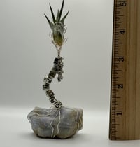 Image 3 of Grateful/Lace Agate Air Plant on Stand