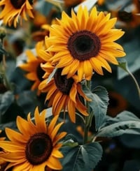 Image 5 of All Purpose Salve