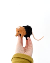 Image 1 of elephant shrew