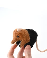 Image 2 of elephant shrew