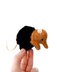 Image 4 of elephant shrew