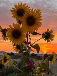 Image 8 of Sunflowers and Sunrise - Round Painted Slate (202503SL)