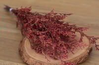 Image 1 of Preserved Limomium - 25g Red