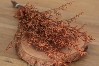 Image 1 of Preserved Limomium - 25g Orange