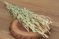 Dried Oats - Beige Green - 15 grams 