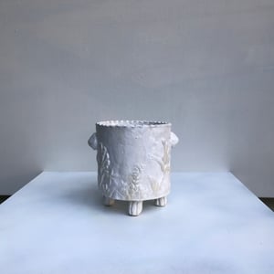 Image of Flannel Flower single cachepot/vase