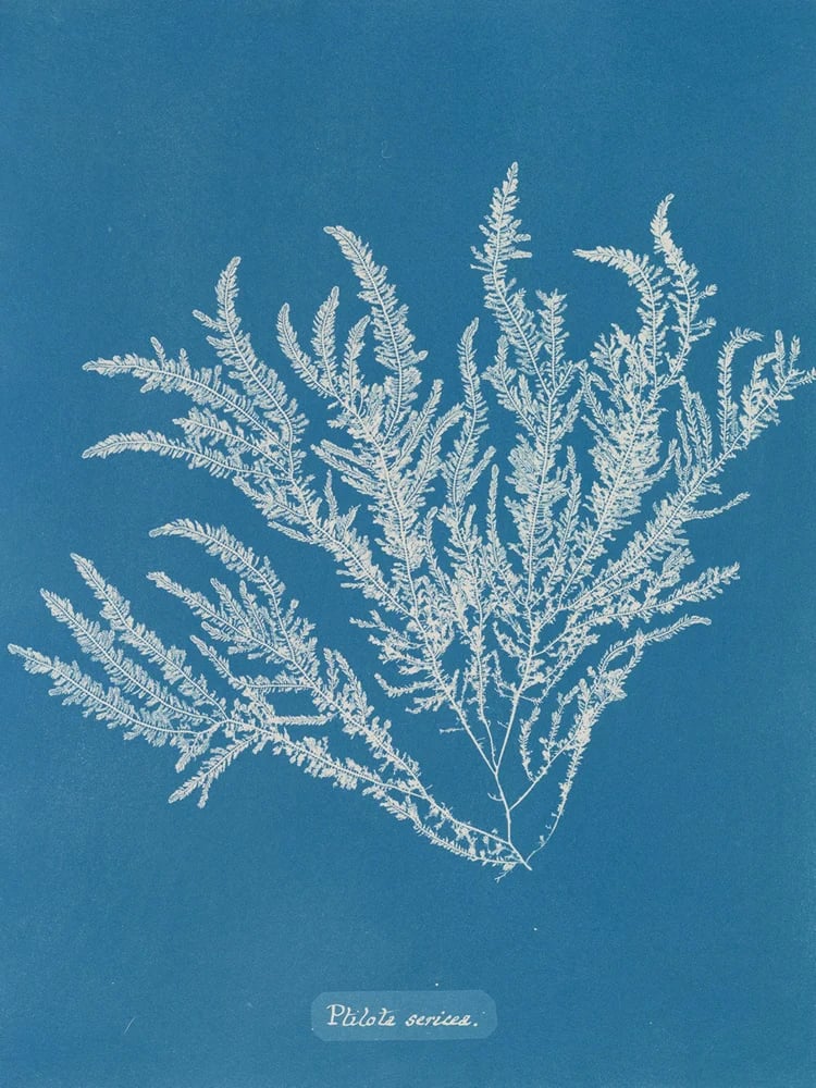 Image of NOËL (OFFRE)