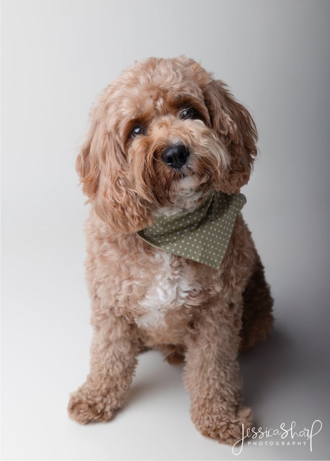 Studio Dog Portraits - Sunday 25th January 2026 (WHITE BACKGROUND)