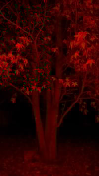 L'arbre rouge