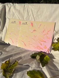 Image 1 of Illu Papillon Rose Riso