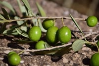 Chetoui Organic Ultra-Premium EVOO (Tunisia 2025) - Robust