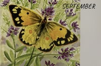 Image 4 of 2026 Wall Calendar: Watercolor Butterflies