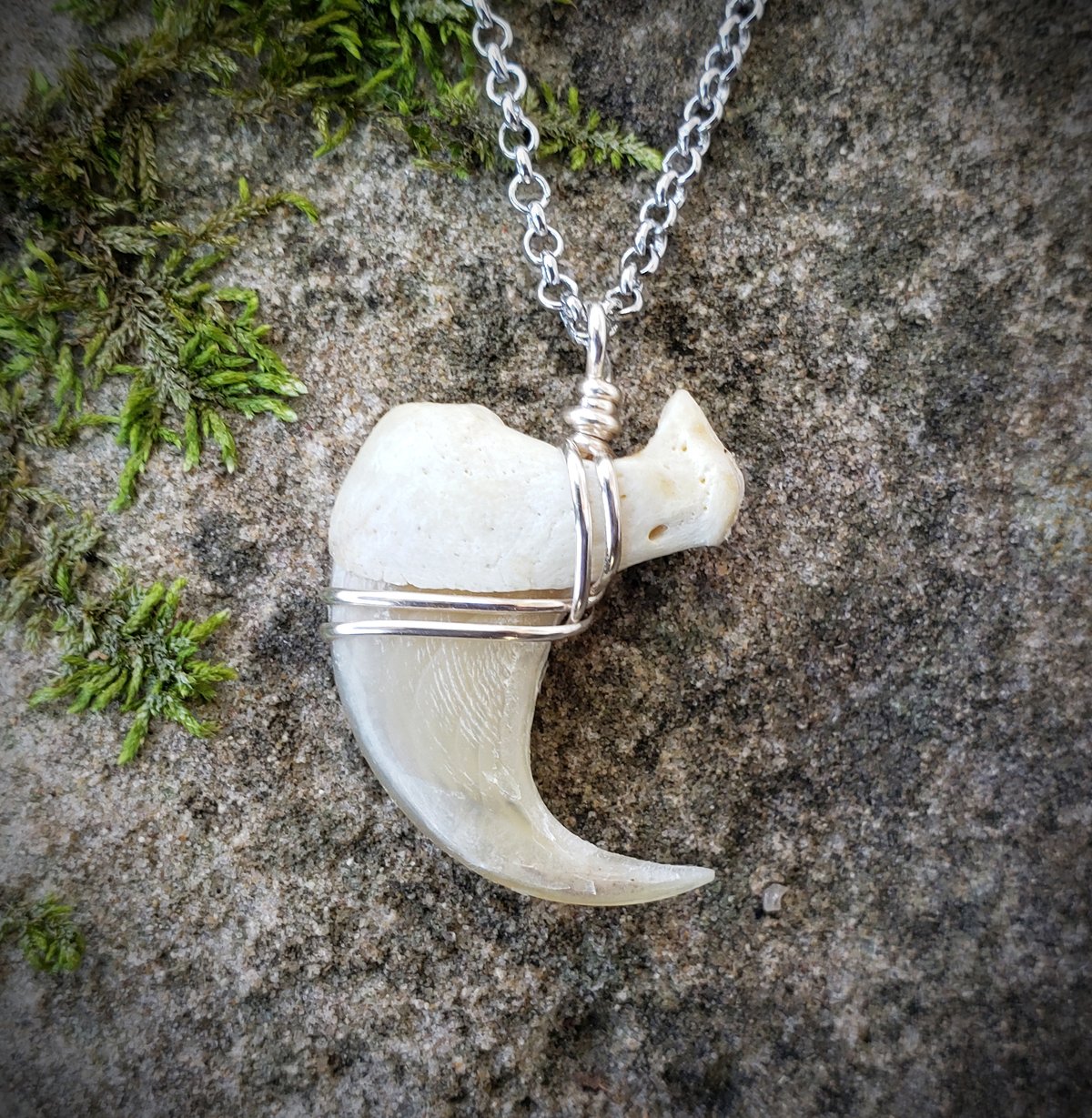 Image of Cougar or Mountain Lion Claw Necklace