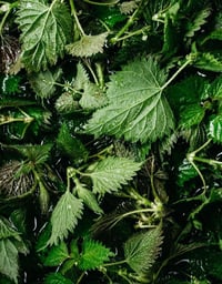 Image 2 of Nettle Lime Lipbalm