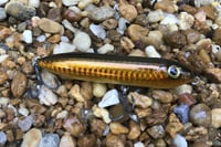 Image 3 of SPEEDBAITS Custom Airbrushed Topwater 4601