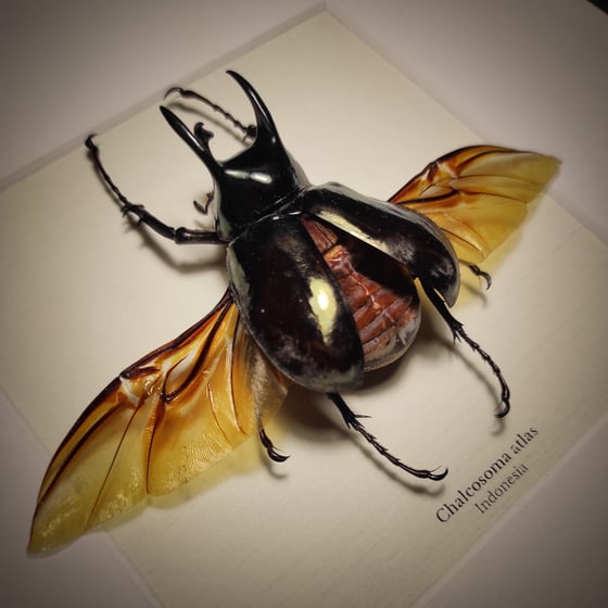 Image of Chalcosoma atlas