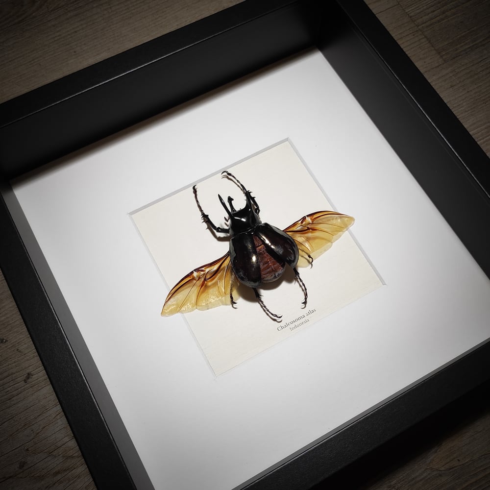 Image of Chalcosoma atlas