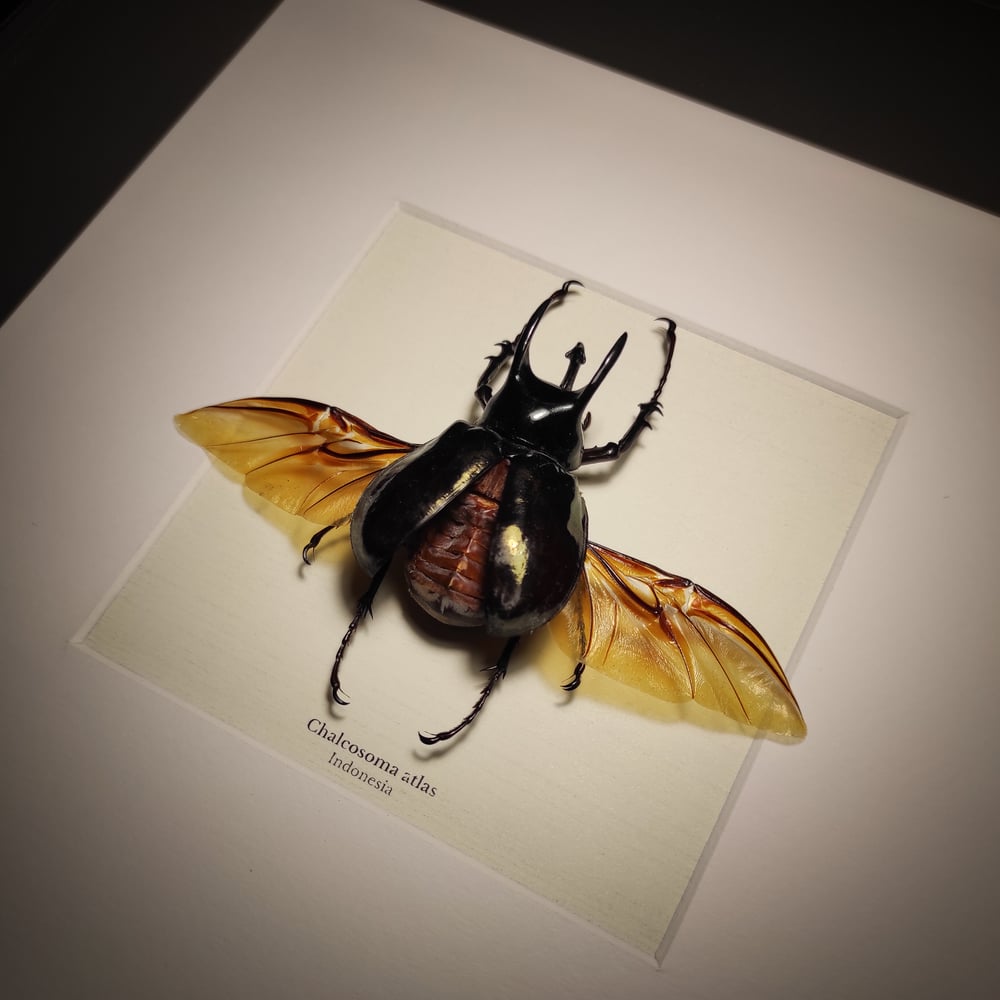 Image of Chalcosoma atlas