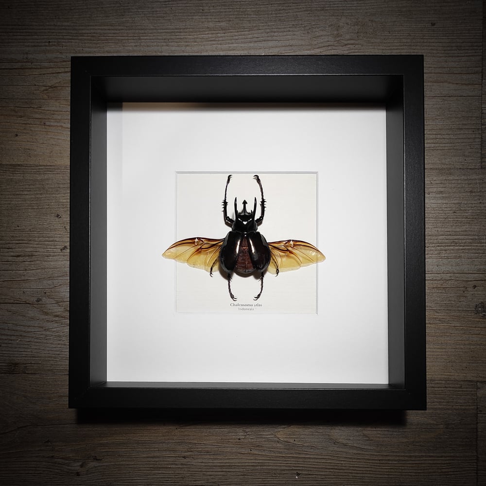 Image of Chalcosoma atlas